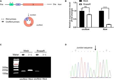 CircRtn4 Acts as the Sponge of miR-24-3p to Promote Neurite Growth by Regulating CHD5